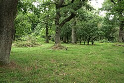 Hutewald.jpg