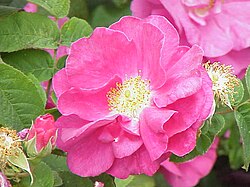 Rosa_gallica_officinalis0.jpg