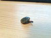 IMG_20160911_204804.jpg
