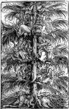baum1s.jpg