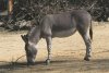 somali-wildesel-equus-africanus-somalicus-am-6492.jpg