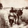 Groenegauer