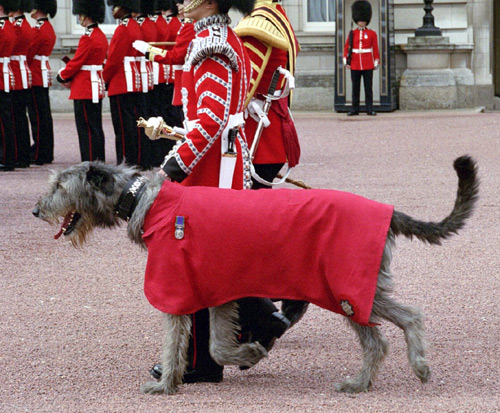 Wolfhound_mascot_wb.jpg