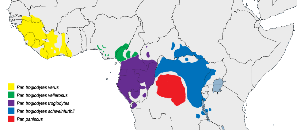 Pan_%28genus%29_distribution_map.png