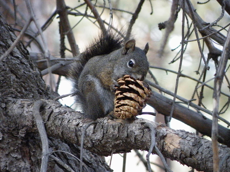 squirrel-and-pine-cone-debbie-manske.jpg