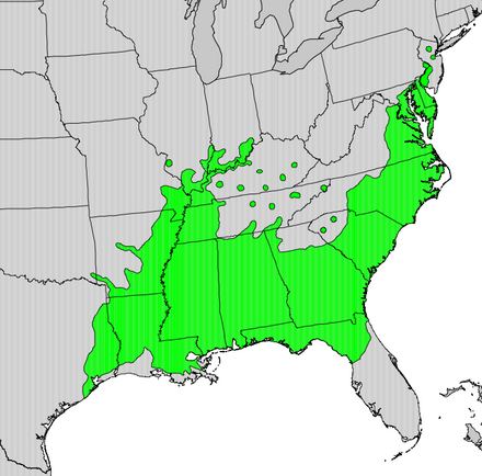440px-Quercus_michauxii_map.png