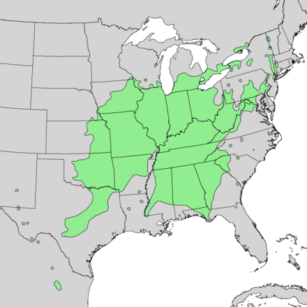440px-Quercus_muehlenbergii_range_map_1.png