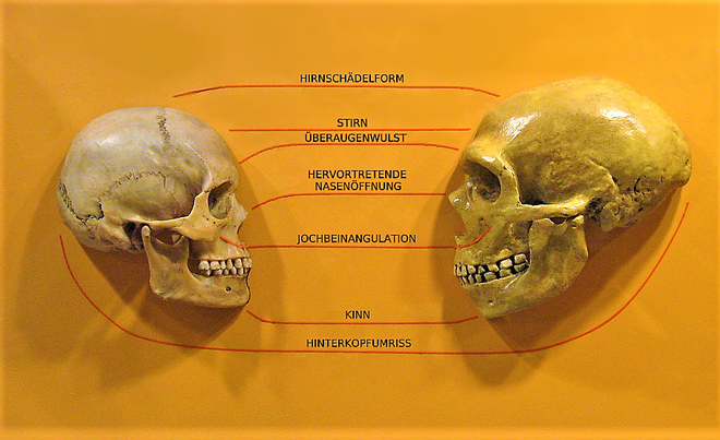 660px-Sapiens_neanderthal_comparison_de.png